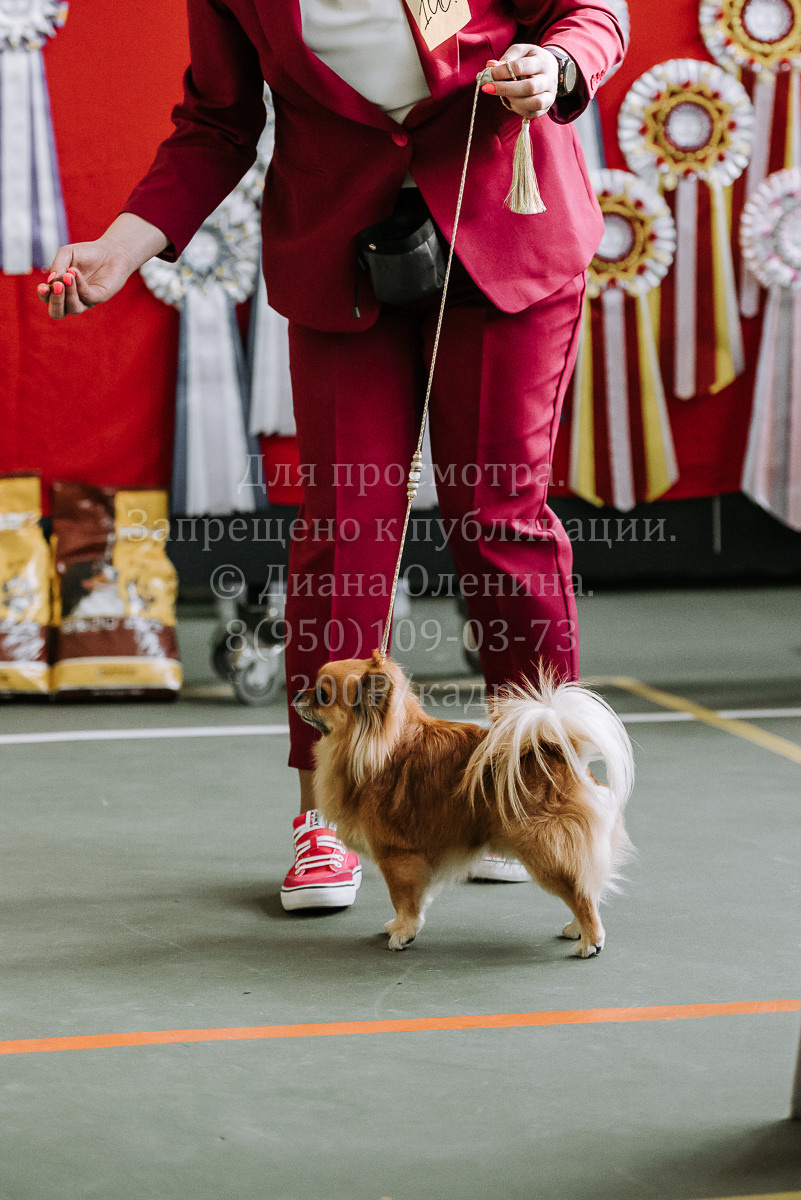 26.03.2022 Выставка собак г. Братск Континенталь. Фотограф Диана Оленина Красноярск / Братск