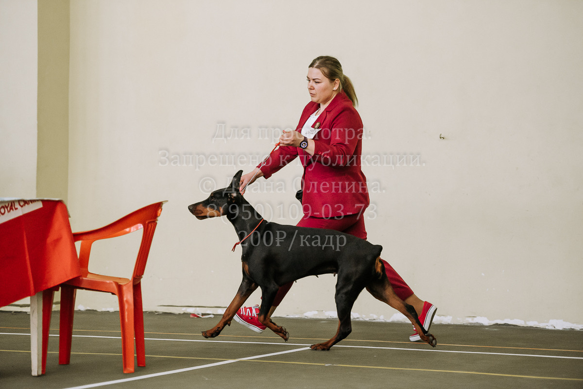 26.03.2022 Выставка собак г. Братск Континенталь. Фотограф Диана Оленина Красноярск / Братск