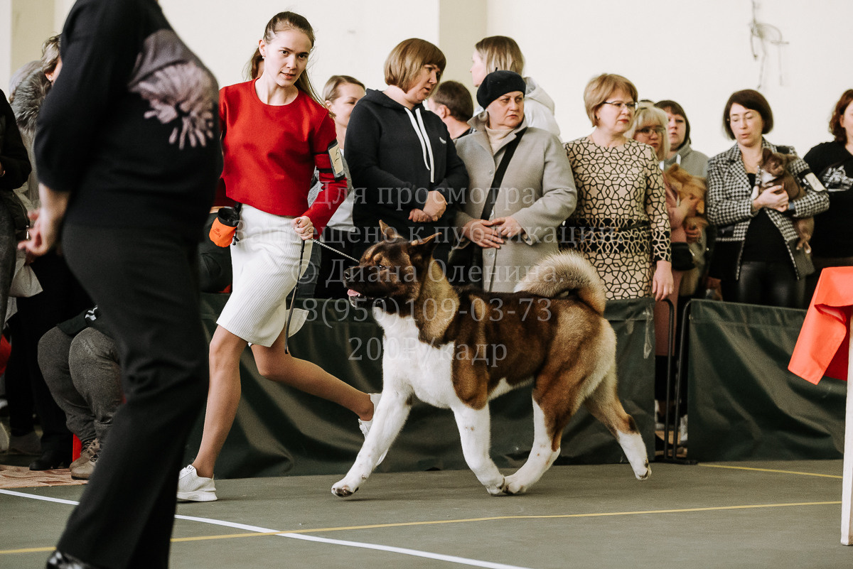 26.03.2022 Выставка собак г. Братск Континенталь. Фотограф Диана Оленина Красноярск / Братск
