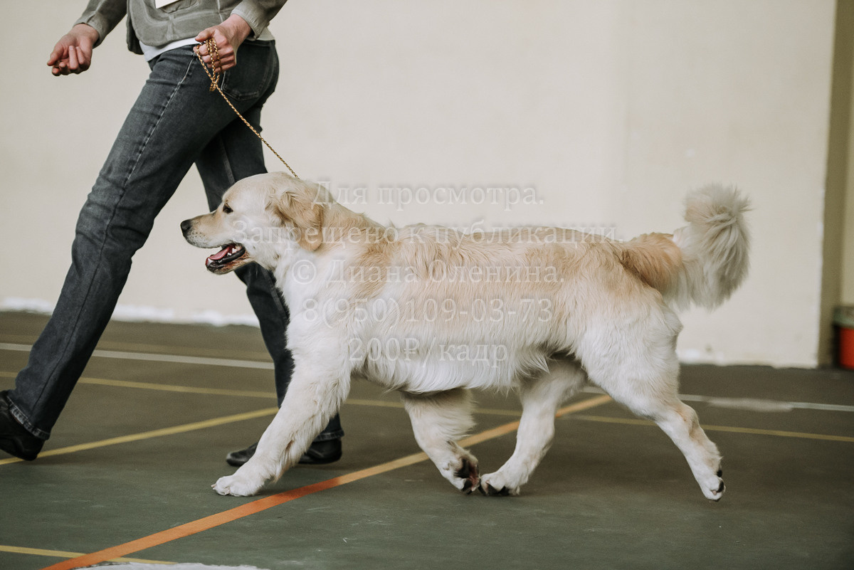 26.03.2022 Выставка собак г. Братск Континенталь. Фотограф Диана Оленина Красноярск / Братск