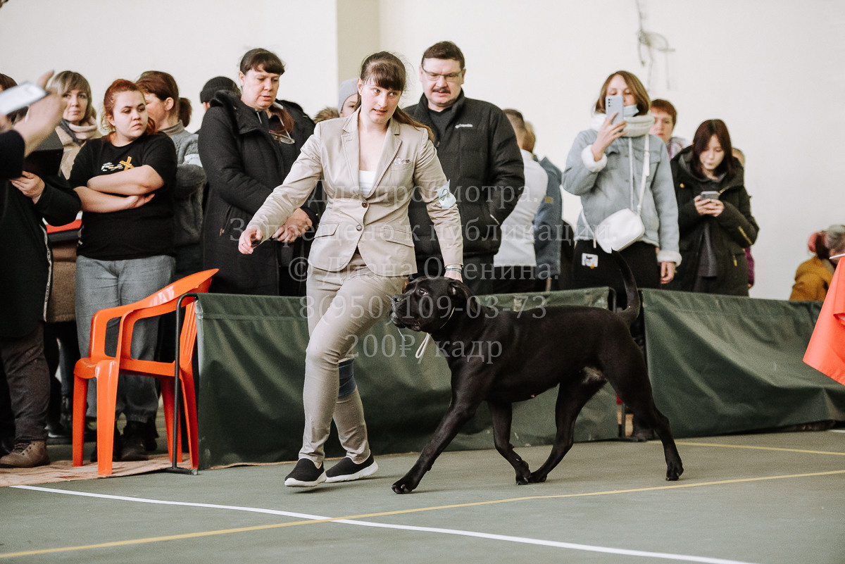 26.03.2022 Выставка собак г. Братск Континенталь. Фотограф Диана Оленина Красноярск / Братск