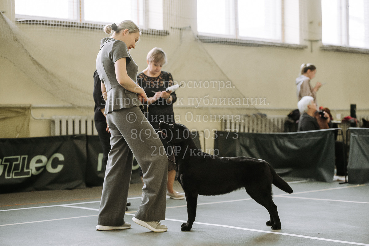 26.03.2022 Выставка собак г. Братск Континенталь. Фотограф Диана Оленина Красноярск / Братск