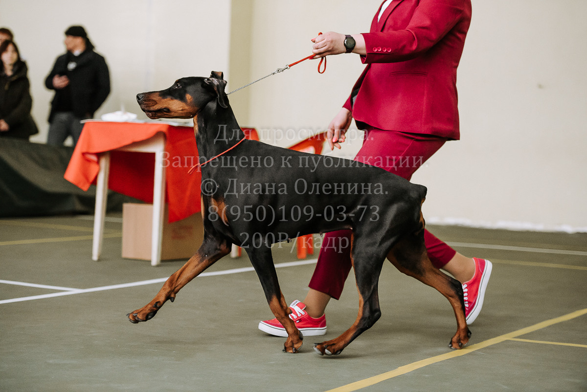 26.03.2022 Выставка собак г. Братск Континенталь. Фотограф Диана Оленина Красноярск / Братск