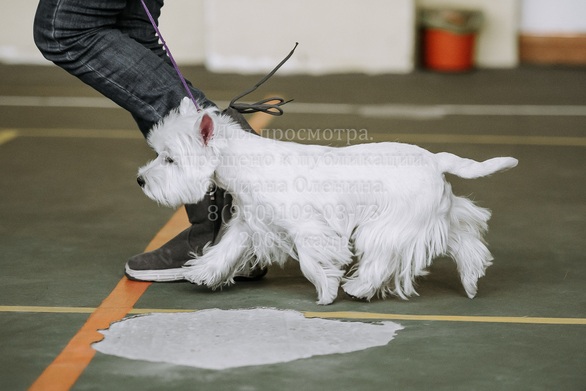26.03.2022 Выставка собак г. Братск Континенталь. Фотограф Диана Оленина Красноярск / Братск