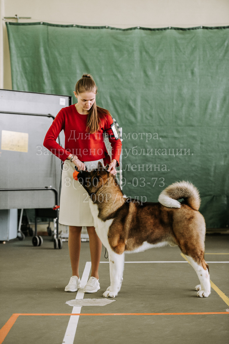 26.03.2022 Выставка собак г. Братск Континенталь. Фотограф Диана Оленина Красноярск / Братск