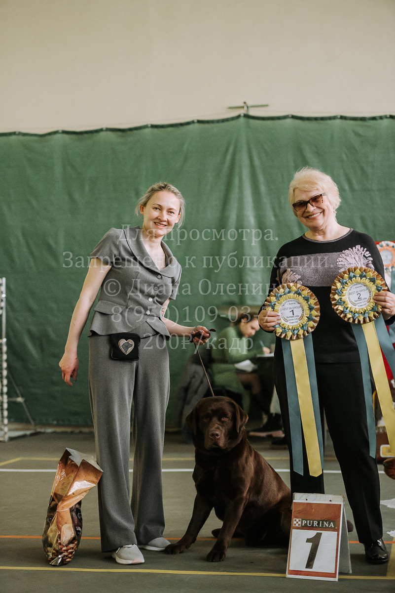 26.03.2022 Выставка собак г. Братск Континенталь. Фотограф Диана Оленина Красноярск / Братск
