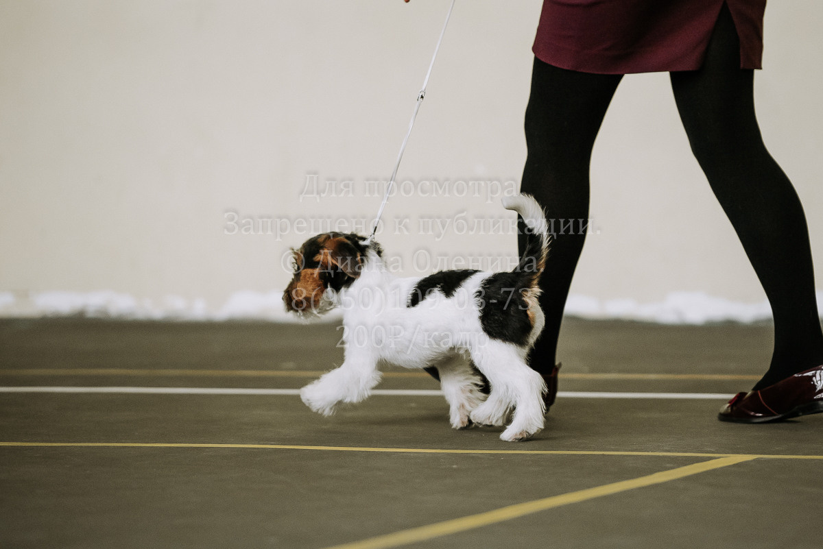26.03.2022 Выставка собак г. Братск Континенталь. Фотограф Диана Оленина Красноярск / Братск