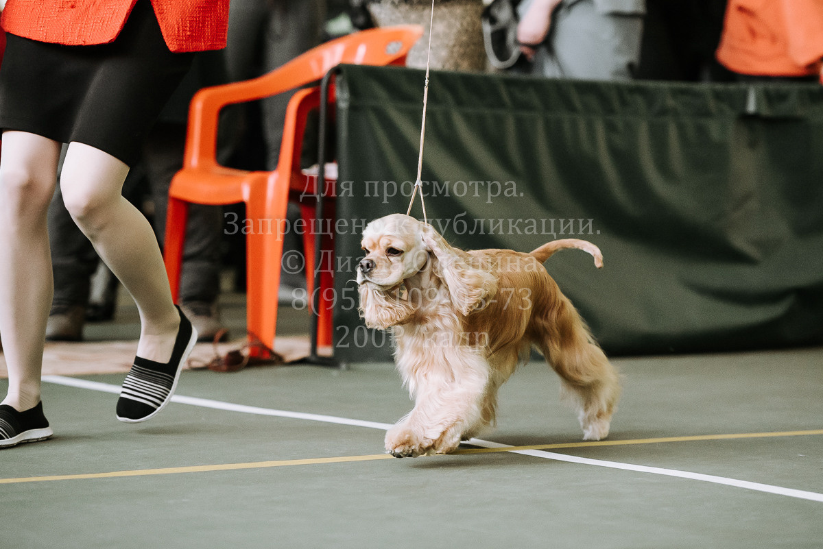 26.03.2022 Выставка собак г. Братск Континенталь. Фотограф Диана Оленина Красноярск / Братск