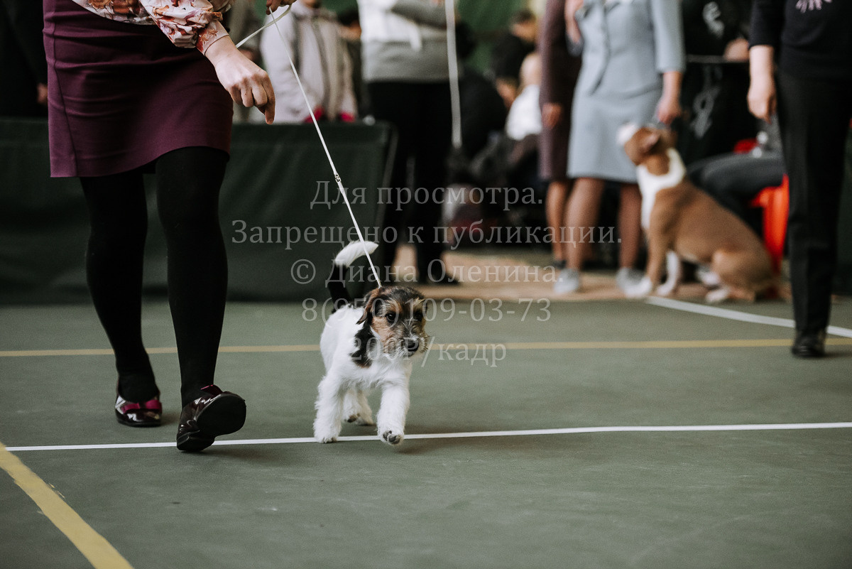 26.03.2022 Выставка собак г. Братск Континенталь. Фотограф Диана Оленина Красноярск / Братск