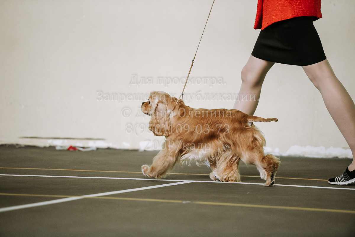 26.03.2022 Выставка собак г. Братск Континенталь. Фотограф Диана Оленина Красноярск / Братск