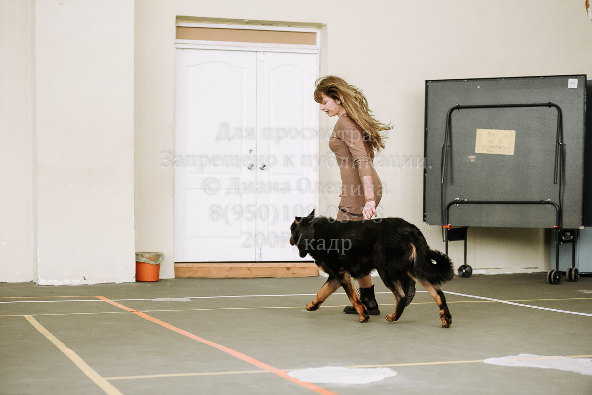 26.03.2022 Выставка собак г. Братск Континенталь. Фотограф Диана Оленина Красноярск / Братск