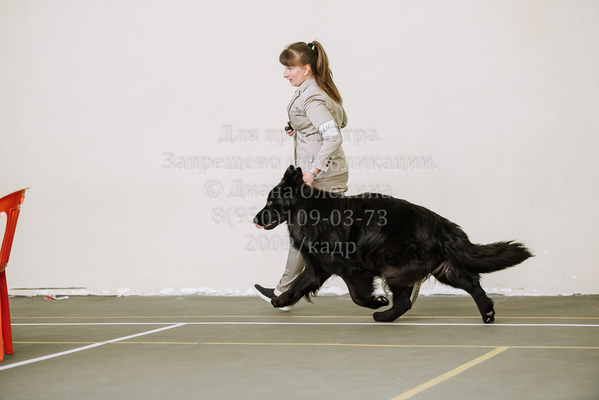 26.03.2022 Выставка собак г. Братск Континенталь. Фотограф Диана Оленина Красноярск / Братск