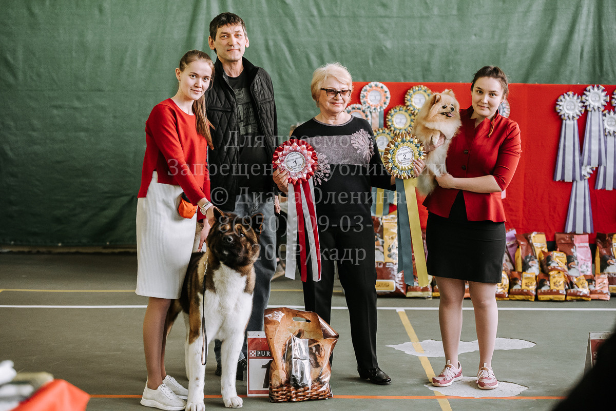 26.03.2022 Выставка собак г. Братск Континенталь. Фотограф Диана Оленина Красноярск / Братск