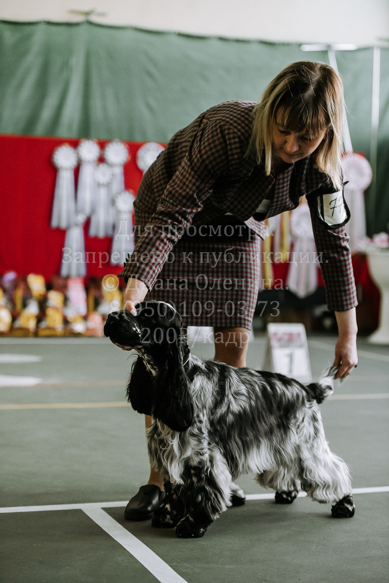 26.03.2022 Выставка собак г. Братск Континенталь. Фотограф Диана Оленина Красноярск / Братск