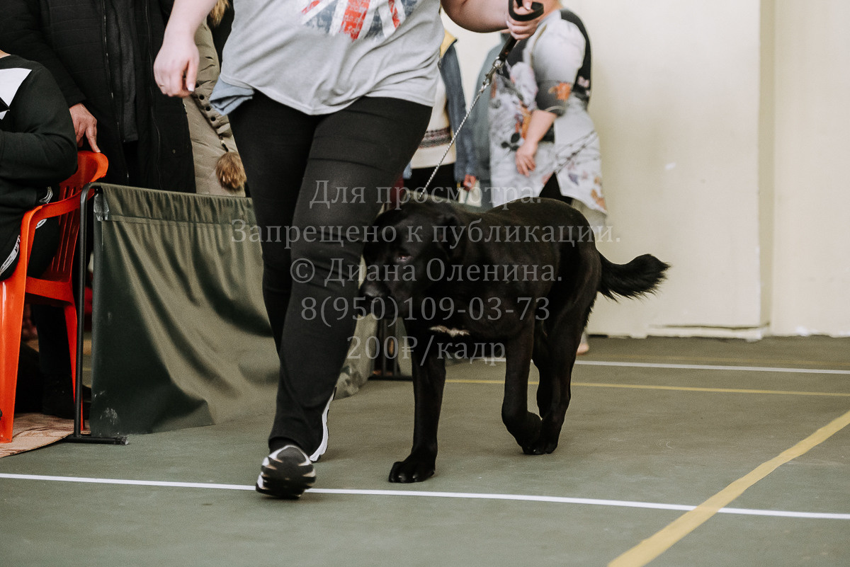 26.03.2022 Выставка собак г. Братск Континенталь. Фотограф Диана Оленина Красноярск / Братск