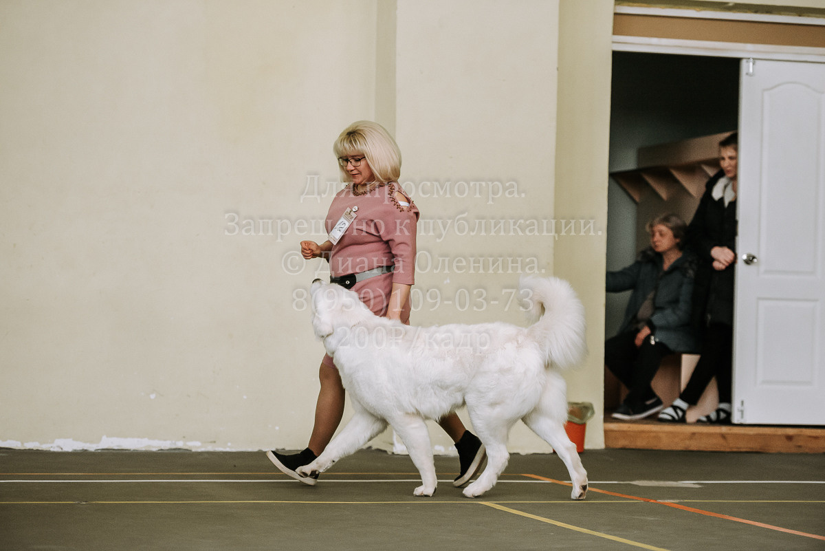 26.03.2022 Выставка собак г. Братск Континенталь. Фотограф Диана Оленина Красноярск / Братск