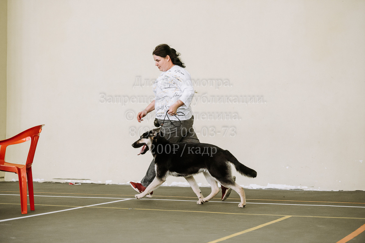 26.03.2022 Выставка собак г. Братск Континенталь. Фотограф Диана Оленина Красноярск / Братск