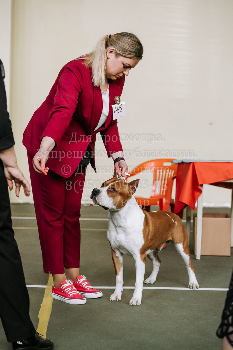 26.03.2022 Выставка собак г. Братск Континенталь. Фотограф Диана Оленина Красноярск / Братск