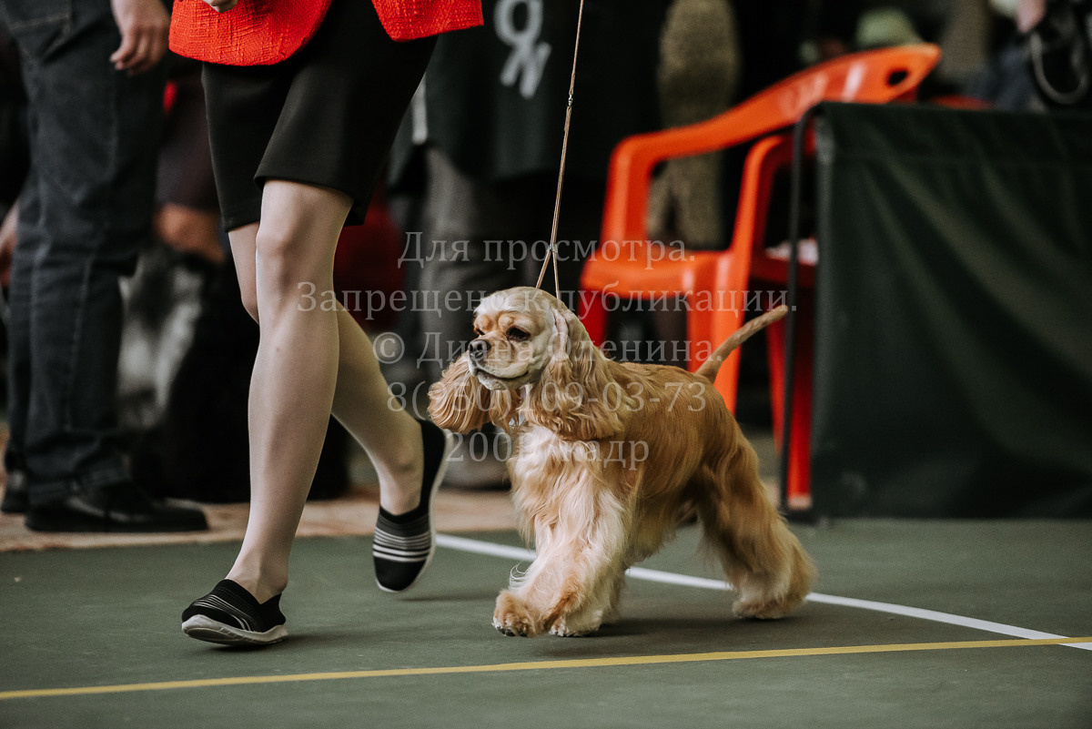 26.03.2022 Выставка собак г. Братск Континенталь. Фотограф Диана Оленина Красноярск / Братск