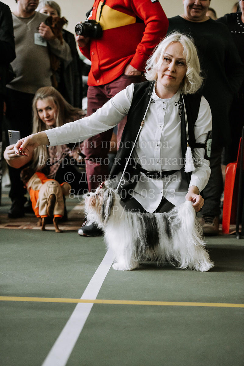 26.03.2022 Выставка собак г. Братск Континенталь. Фотограф Диана Оленина Красноярск / Братск