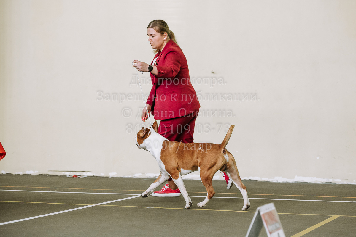 26.03.2022 Выставка собак г. Братск Континенталь. Фотограф Диана Оленина Красноярск / Братск