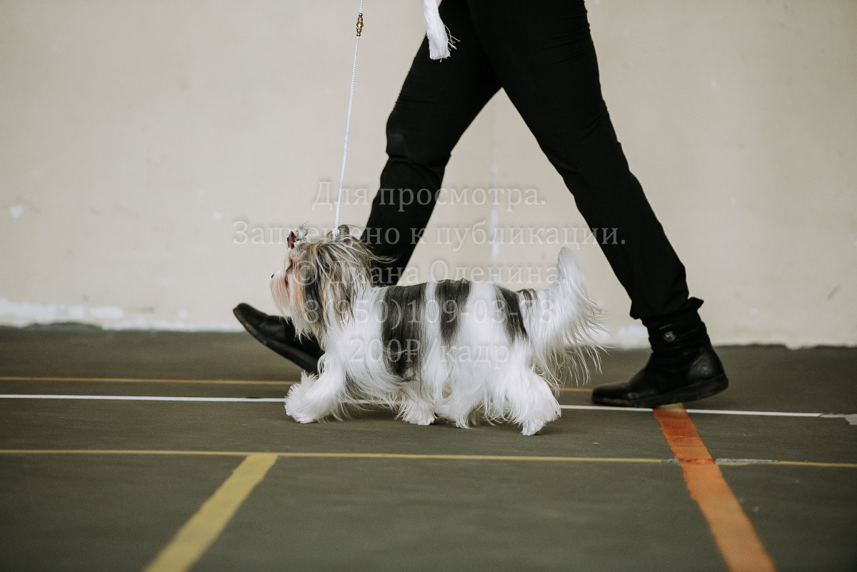 26.03.2022 Выставка собак г. Братск Континенталь. Фотограф Диана Оленина Красноярск / Братск