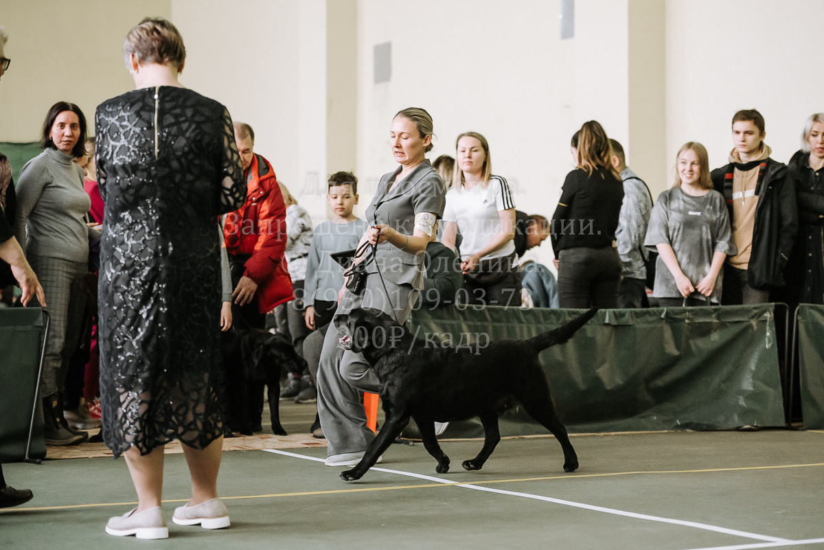 26.03.2022 Выставка собак г. Братск Континенталь. Фотограф Диана Оленина Красноярск / Братск