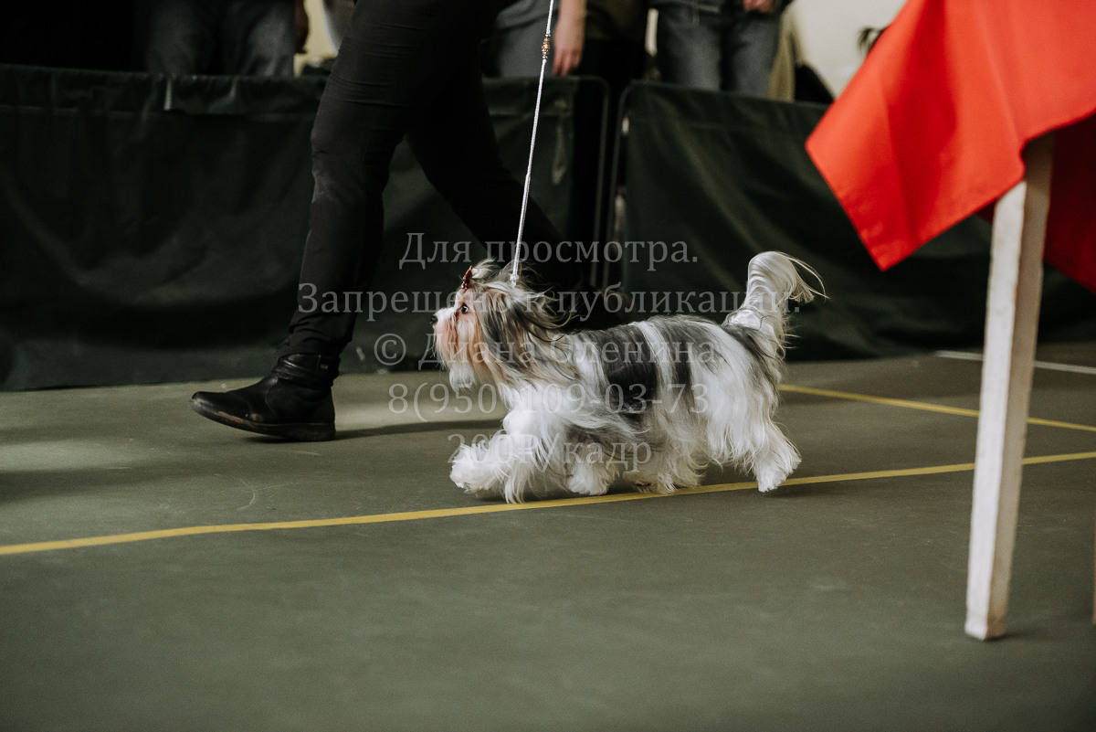 26.03.2022 Выставка собак г. Братск Континенталь. Фотограф Диана Оленина Красноярск / Братск