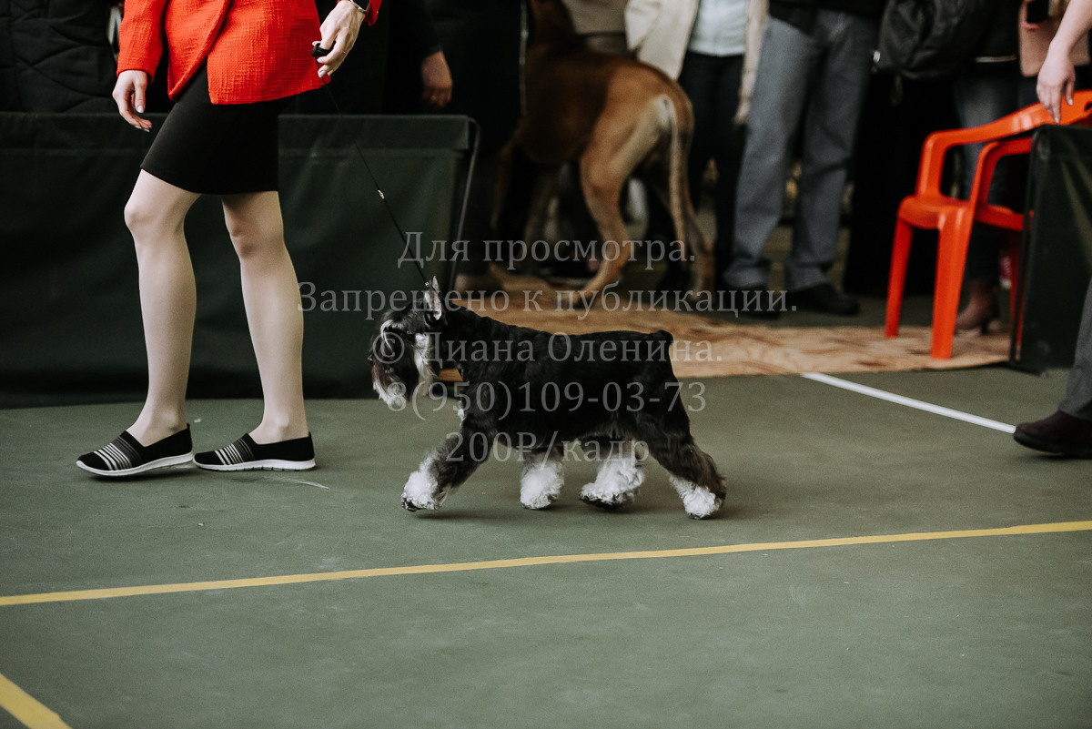 26.03.2022 Выставка собак г. Братск Континенталь. Фотограф Диана Оленина Красноярск / Братск