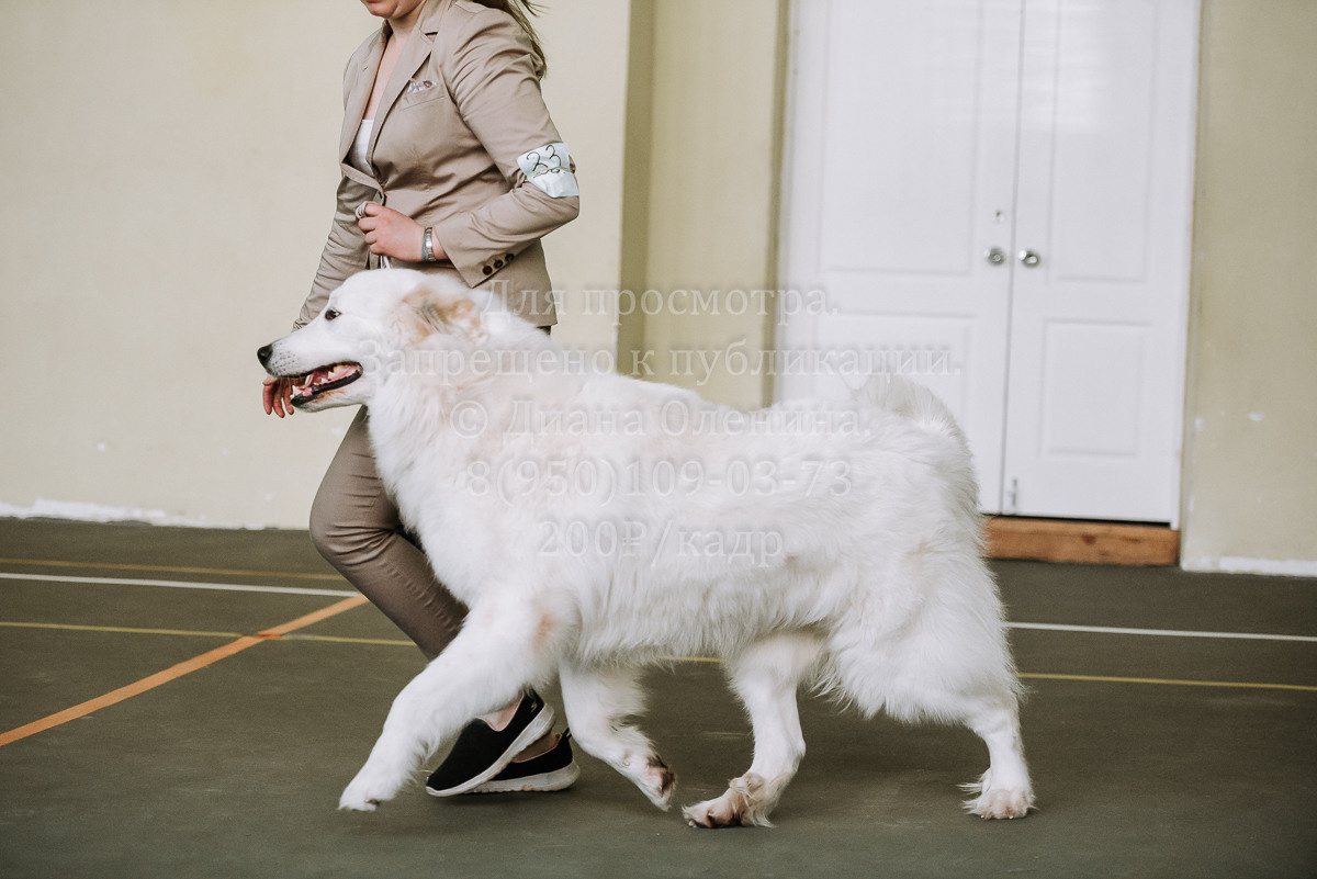26.03.2022 Выставка собак г. Братск Континенталь. Фотограф Диана Оленина Красноярск / Братск