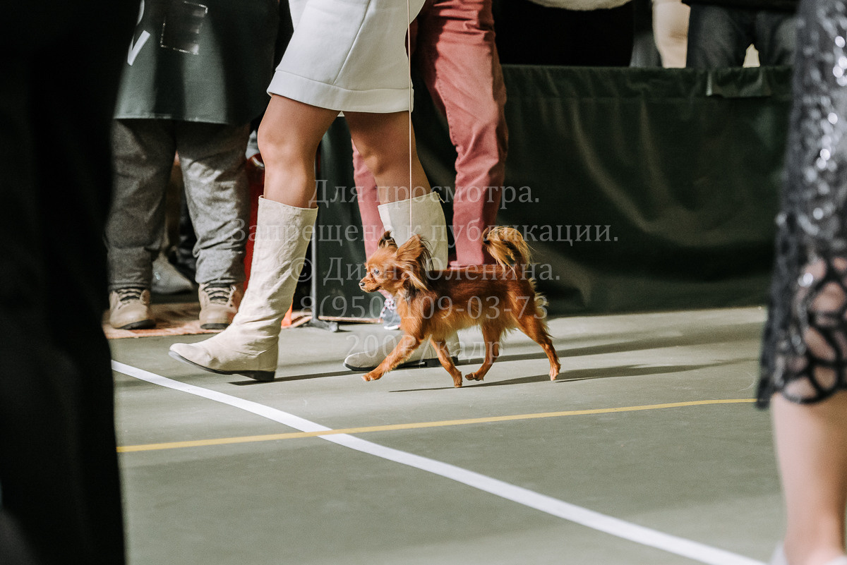 26.03.2022 Выставка собак г. Братск Континенталь. Фотограф Диана Оленина Красноярск / Братск