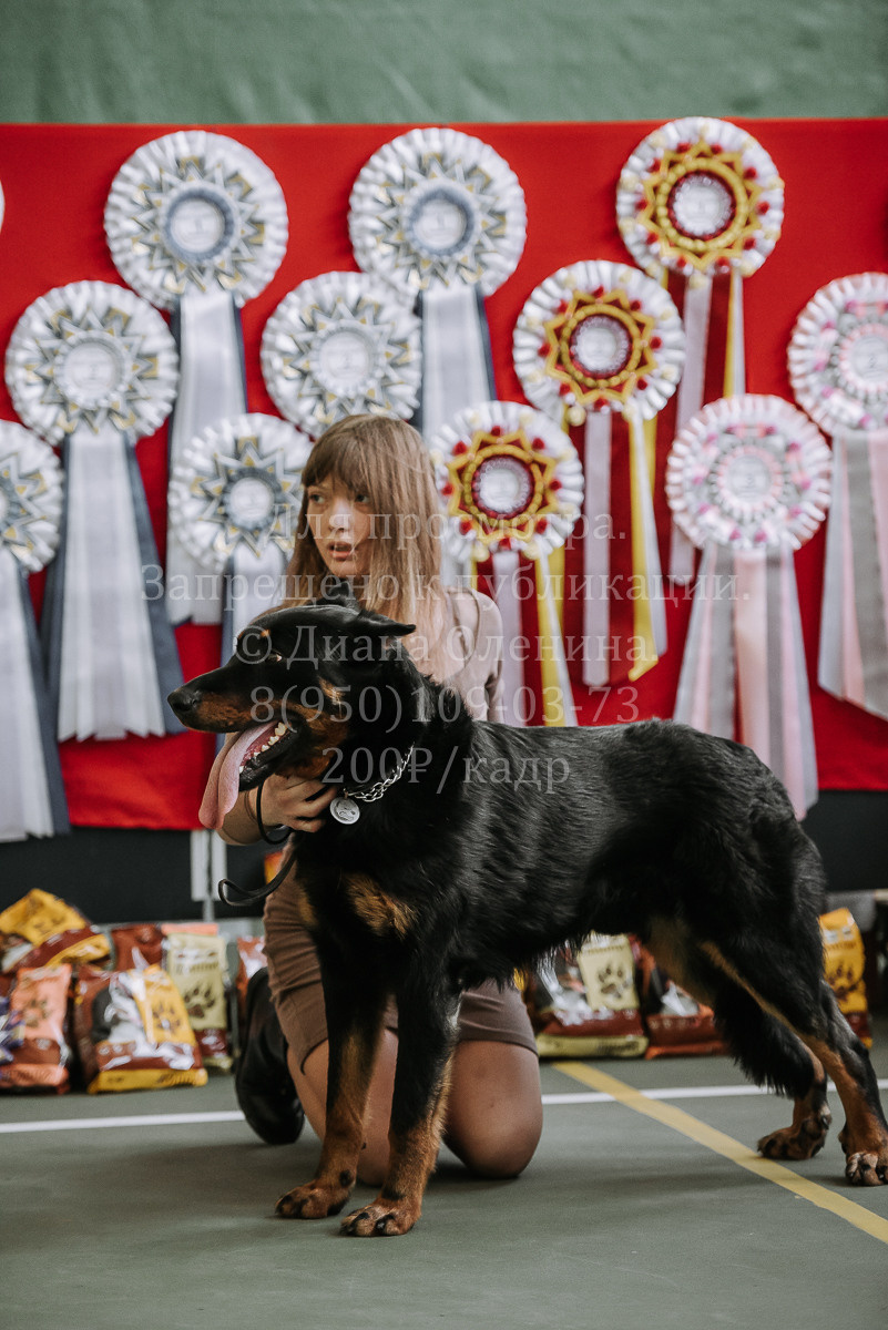 26.03.2022 Выставка собак г. Братск Континенталь. Фотограф Диана Оленина Красноярск / Братск