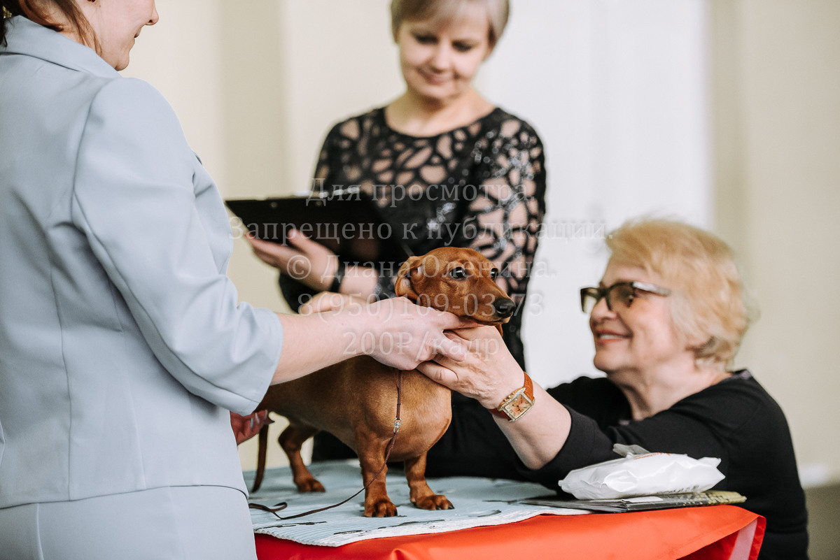 26.03.2022 Выставка собак г. Братск Континенталь. Фотограф Диана Оленина Красноярск / Братск