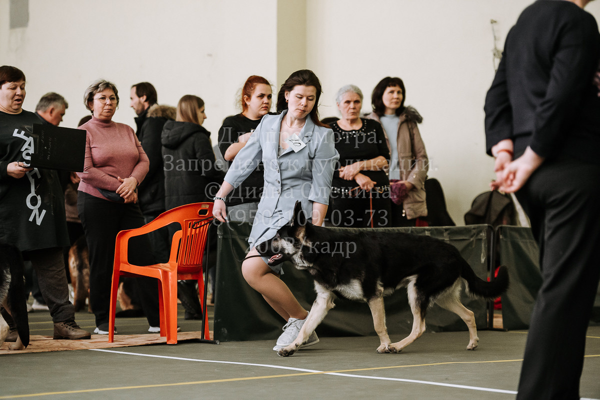 26.03.2022 Выставка собак г. Братск Континенталь. Фотограф Диана Оленина Красноярск / Братск