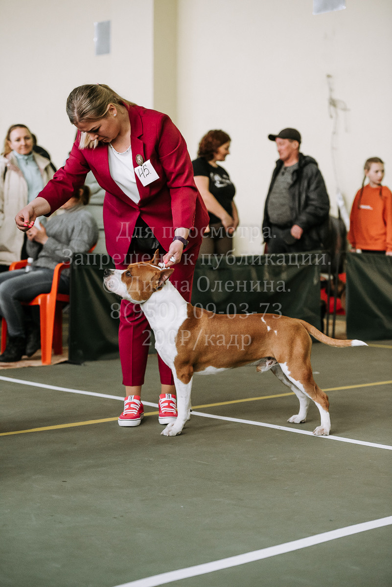 26.03.2022 Выставка собак г. Братск Континенталь. Фотограф Диана Оленина Красноярск / Братск
