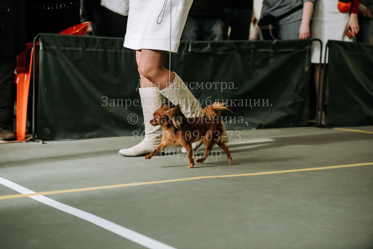 26.03.2022 Выставка собак г. Братск Континенталь. Фотограф Диана Оленина Красноярск / Братск