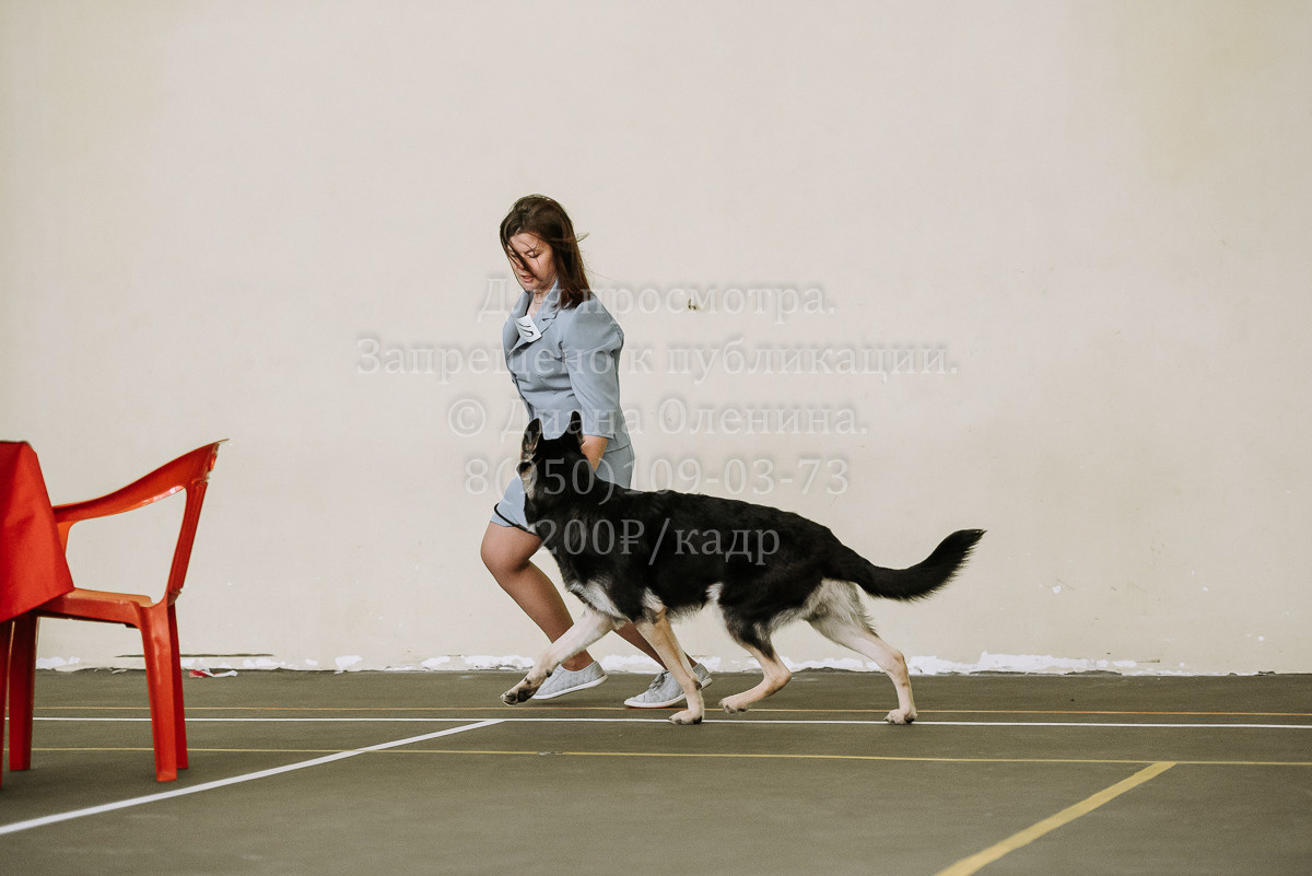 26.03.2022 Выставка собак г. Братск Континенталь. Фотограф Диана Оленина Красноярск / Братск