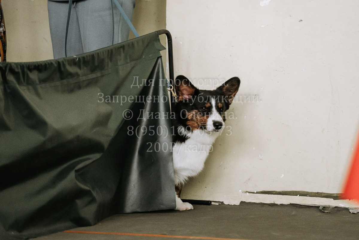 26.03.2022 Выставка собак г. Братск Континенталь. Фотограф Диана Оленина Красноярск / Братск