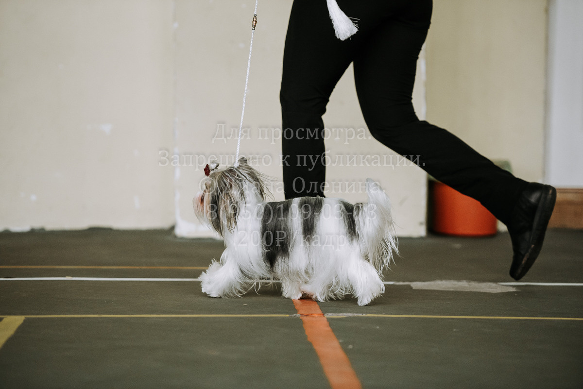 26.03.2022 Выставка собак г. Братск Континенталь. Фотограф Диана Оленина Красноярск / Братск