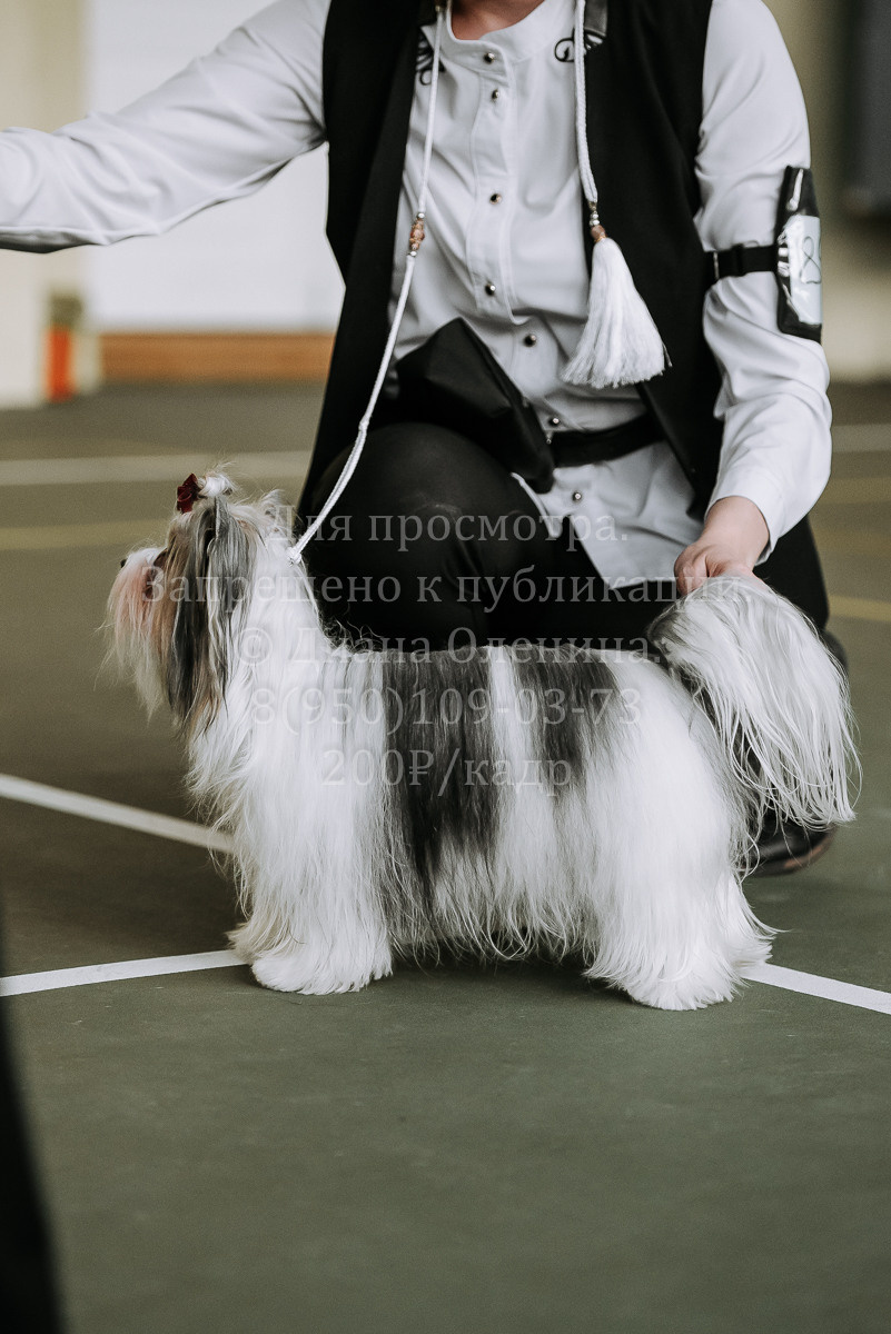 26.03.2022 Выставка собак г. Братск Континенталь. Фотограф Диана Оленина Красноярск / Братск