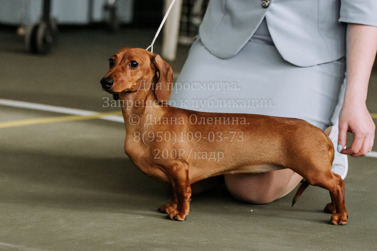 26.03.2022 Выставка собак г. Братск Континенталь. Фотограф Диана Оленина Красноярск / Братск