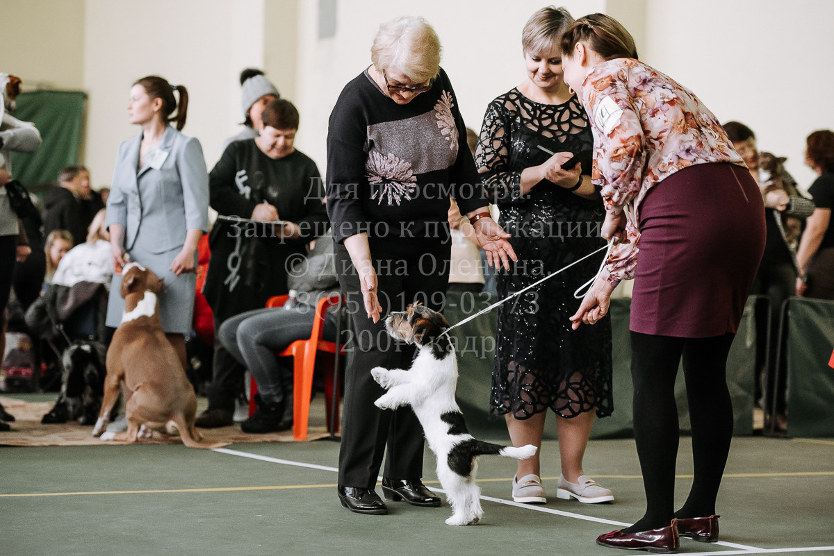 26.03.2022 Выставка собак г. Братск Континенталь. Фотограф Диана Оленина Красноярск / Братск