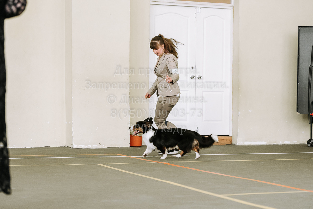 26.03.2022 Выставка собак г. Братск Континенталь. Фотограф Диана Оленина Красноярск / Братск