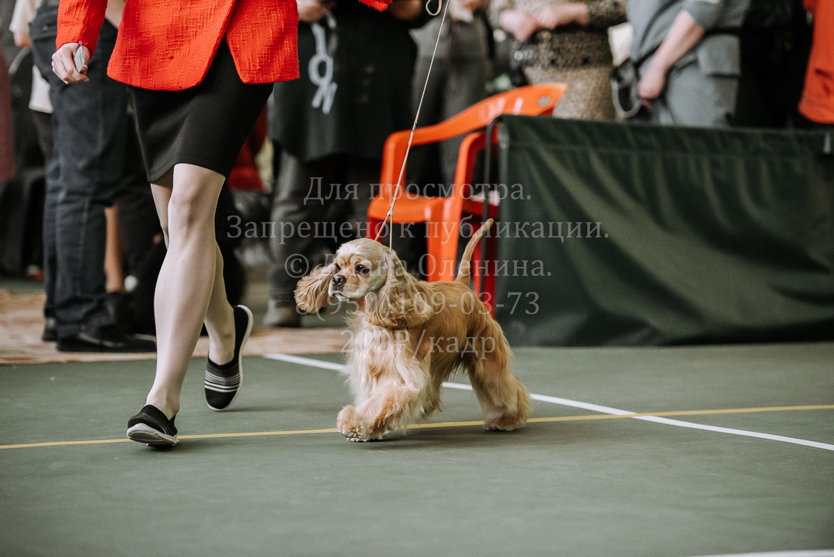 26.03.2022 Выставка собак г. Братск Континенталь. Фотограф Диана Оленина Красноярск / Братск