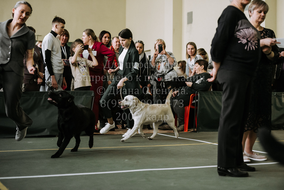 26.03.2022 Выставка собак г. Братск Континенталь. Фотограф Диана Оленина Красноярск / Братск