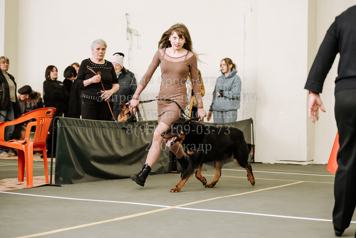 26.03.2022 Выставка собак г. Братск Континенталь. Фотограф Диана Оленина Красноярск / Братск