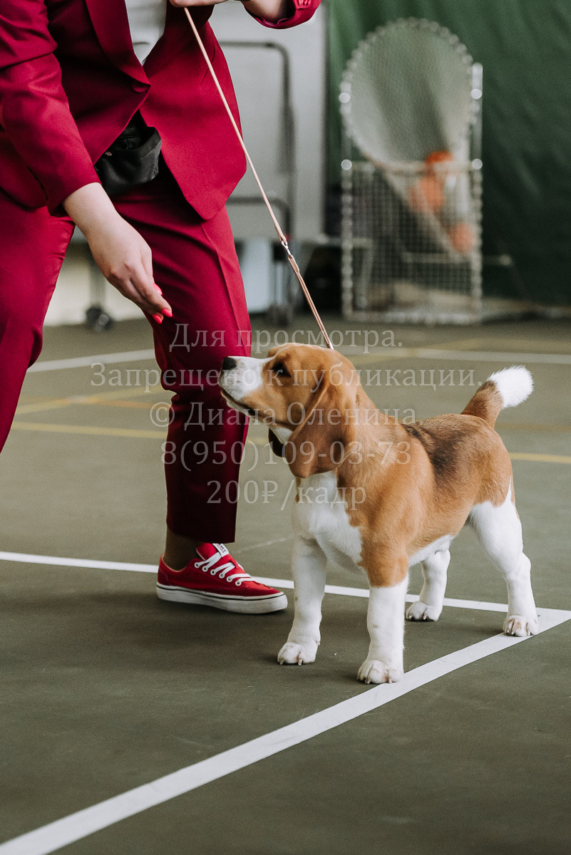 26.03.2022 Выставка собак г. Братск Континенталь. Фотограф Диана Оленина Красноярск / Братск
