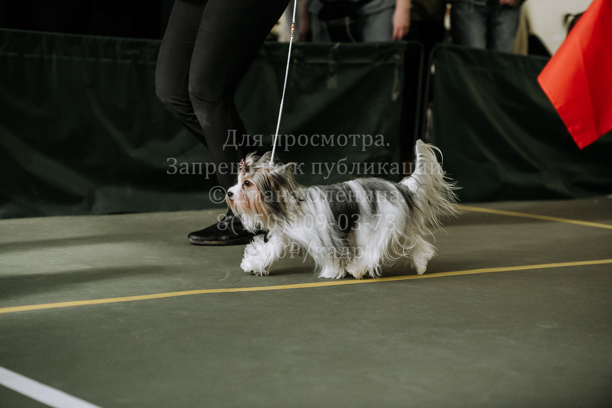26.03.2022 Выставка собак г. Братск Континенталь. Фотограф Диана Оленина Красноярск / Братск