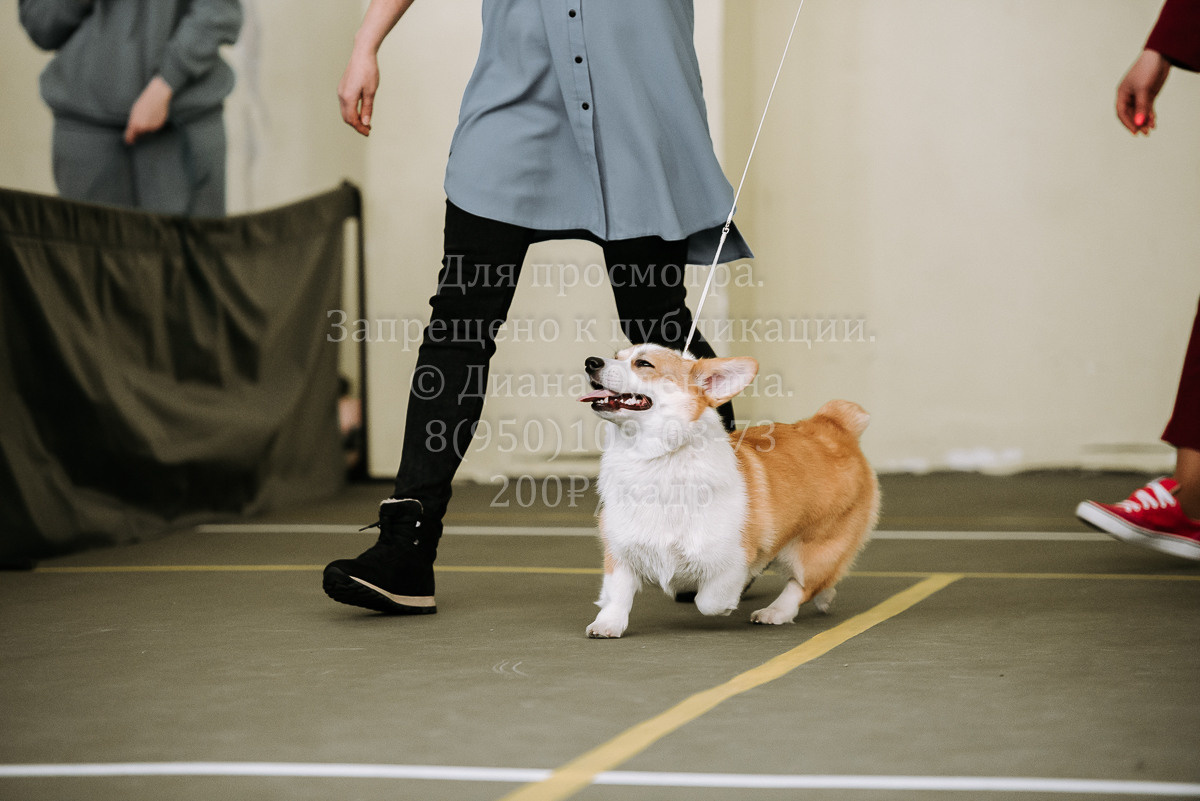 26.03.2022 Выставка собак г. Братск Континенталь. Фотограф Диана Оленина Красноярск / Братск
