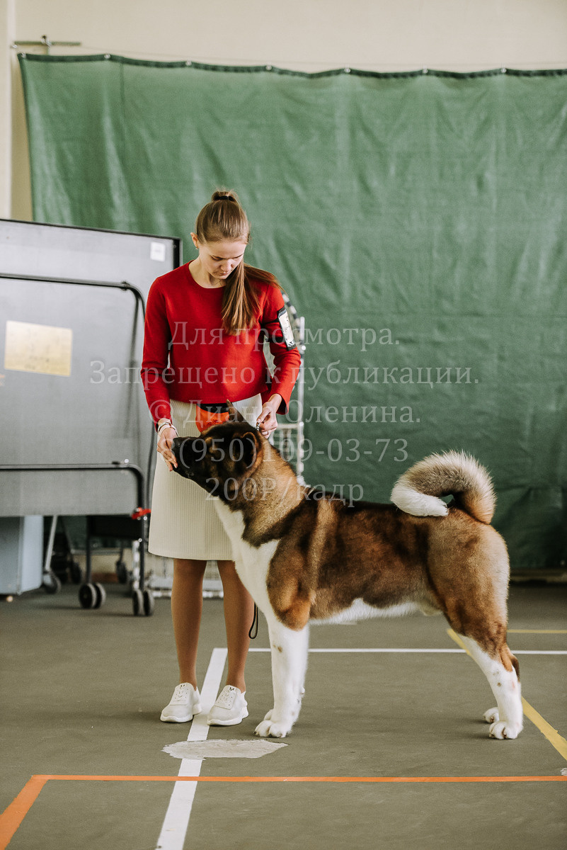 26.03.2022 Выставка собак г. Братск Континенталь. Фотограф Диана Оленина Красноярск / Братск